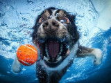 Centre Hydromassage Canin