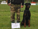 Dobermann Club de France