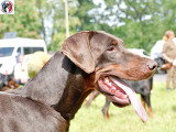 Dobermann Club de France