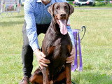 Dobermann Club de France