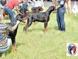 Dobermann Club de France