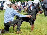 Dobermann Club de France