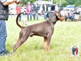 Dobermann Club de France