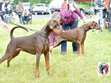 Dobermann Club de France