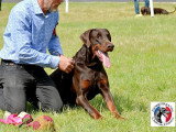 Dobermann Club de France
