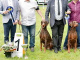 Dobermann Club de France