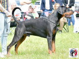 Dobermann Club de France