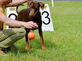 Dobermann Club de France
