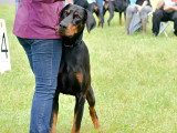Dobermann Club de France