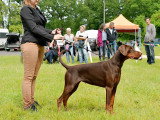 Dobermann Club de France