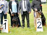 Dobermann Club de France