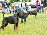 Dobermann Club de France