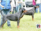 Dobermann Club de France