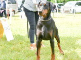 Dobermann Club de France