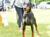 Dobermann Club de France