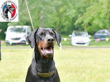 Dobermann Club de France