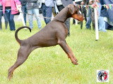 Dobermann Club de France
