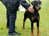 Dobermann Club de France