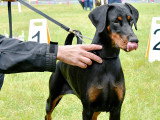 Dobermann Club de France