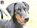 Dobermann Club de France