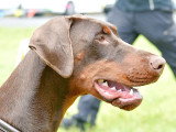 Dobermann Club de France