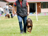 Dobermann Club de France