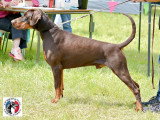 Dobermann Club de France