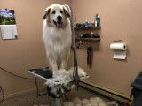 Salon Canin