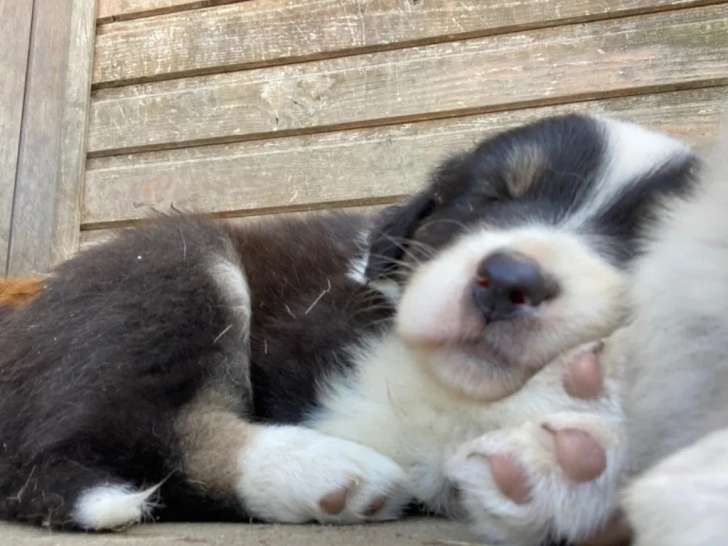 Du Clos Des Reveillères