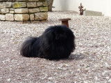 Of Darling Dog