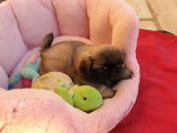 Of Darling Dog