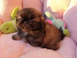 Of Darling Dog