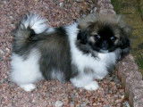 Of Darling Dog