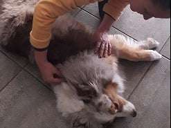Massage canin de Louna