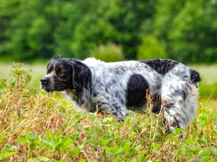 Criadores y cachorros de Epagneul Breton en España Criadores y cachorros de Epagneul Breton en España