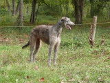 Les Lévriers D'Ardalië