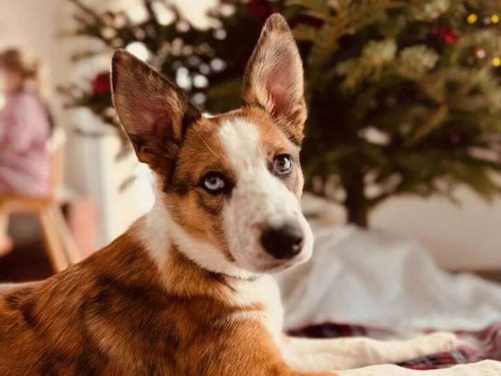 Bien dans ses pattounes