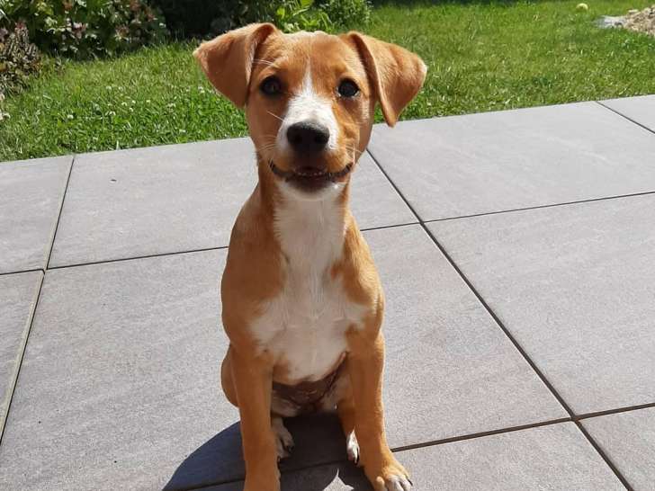 Bien dans ses pattounes