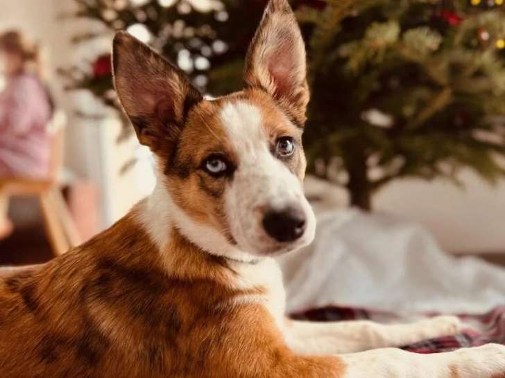 Bien dans ses pattounes