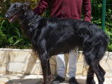 Barzoï