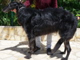 Barzoï