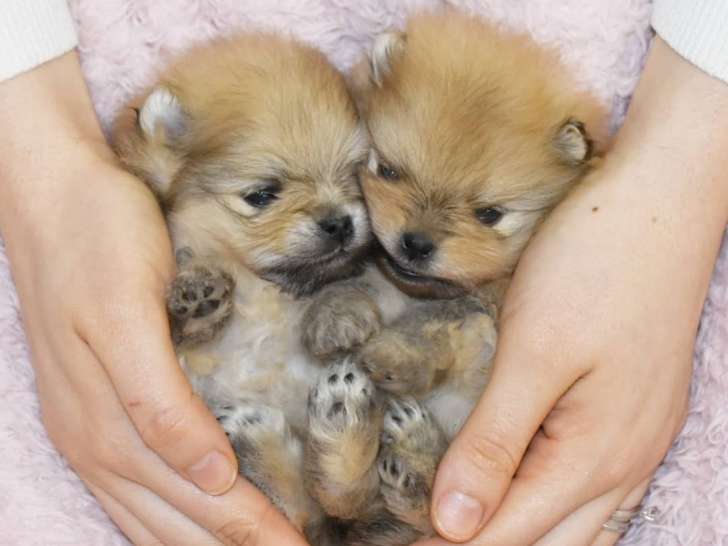 Le Garde du Diamond Kennel