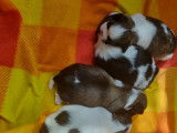 Des Shihs Tzu de Mary