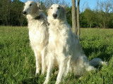 Zolotoy Borzoi