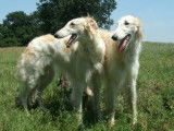Zolotoy Borzoi