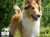 Société Protectrice des Animaux (SPA) Arthabaska