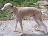 du Haras de Leem
