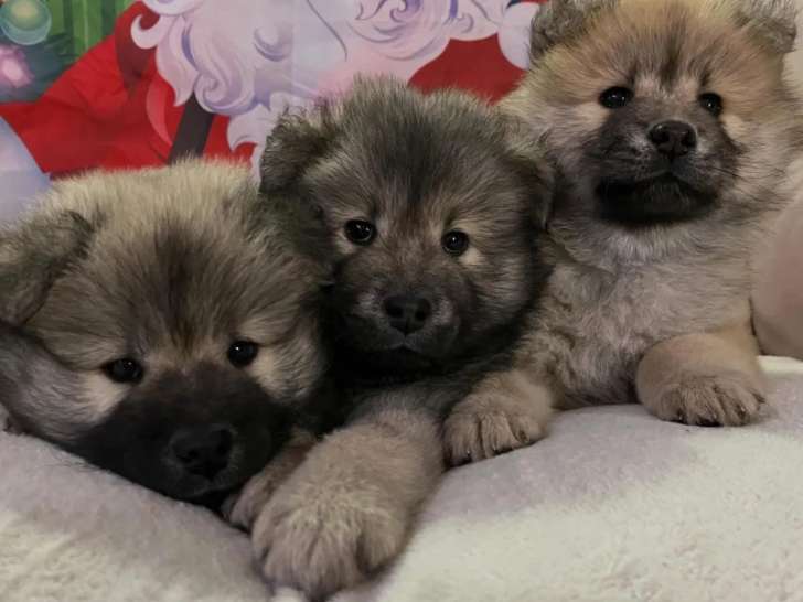 Club Français de l'Eurasier