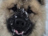 Club Français de l'Eurasier