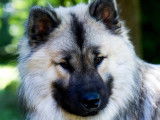 Club Français de l'Eurasier
